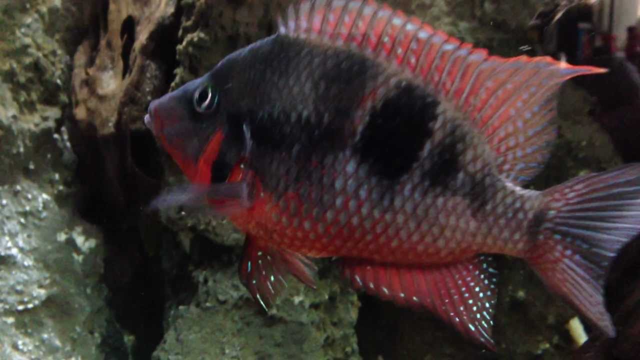 Firemouth Cichlid 1 year on