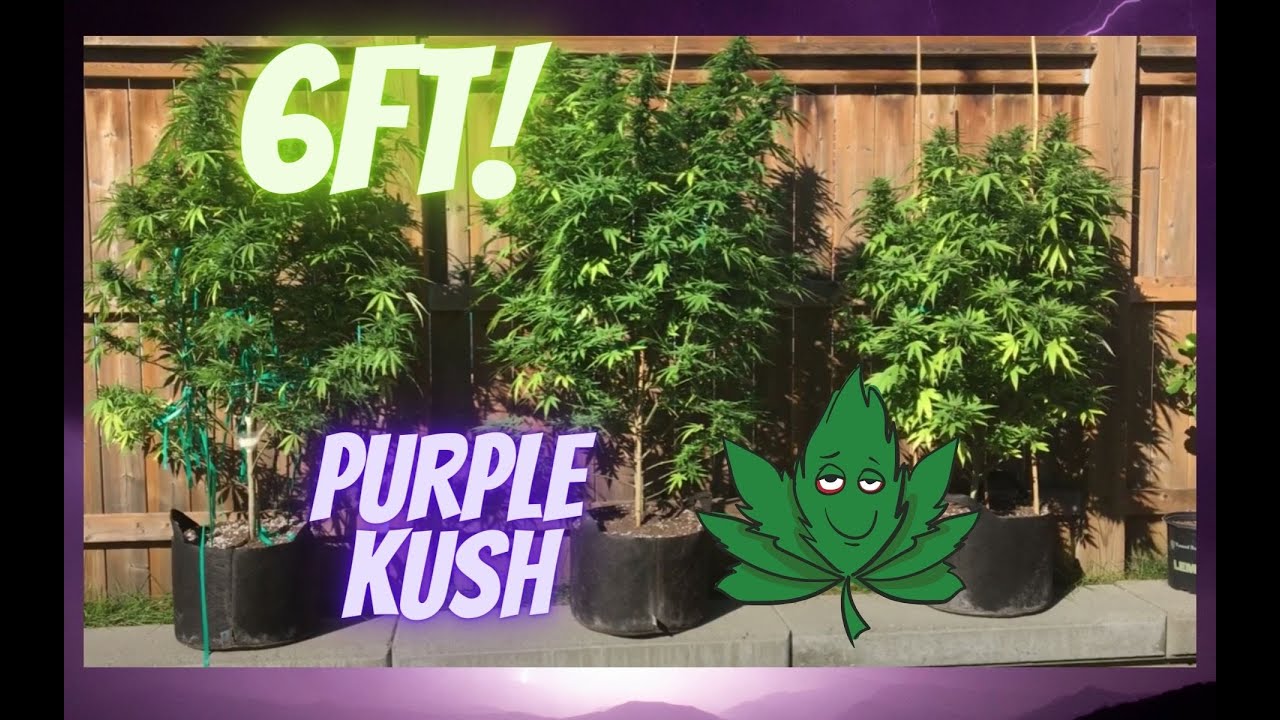 Outdoor Cannabis Grow Purple Kush September 14 2019 Flower