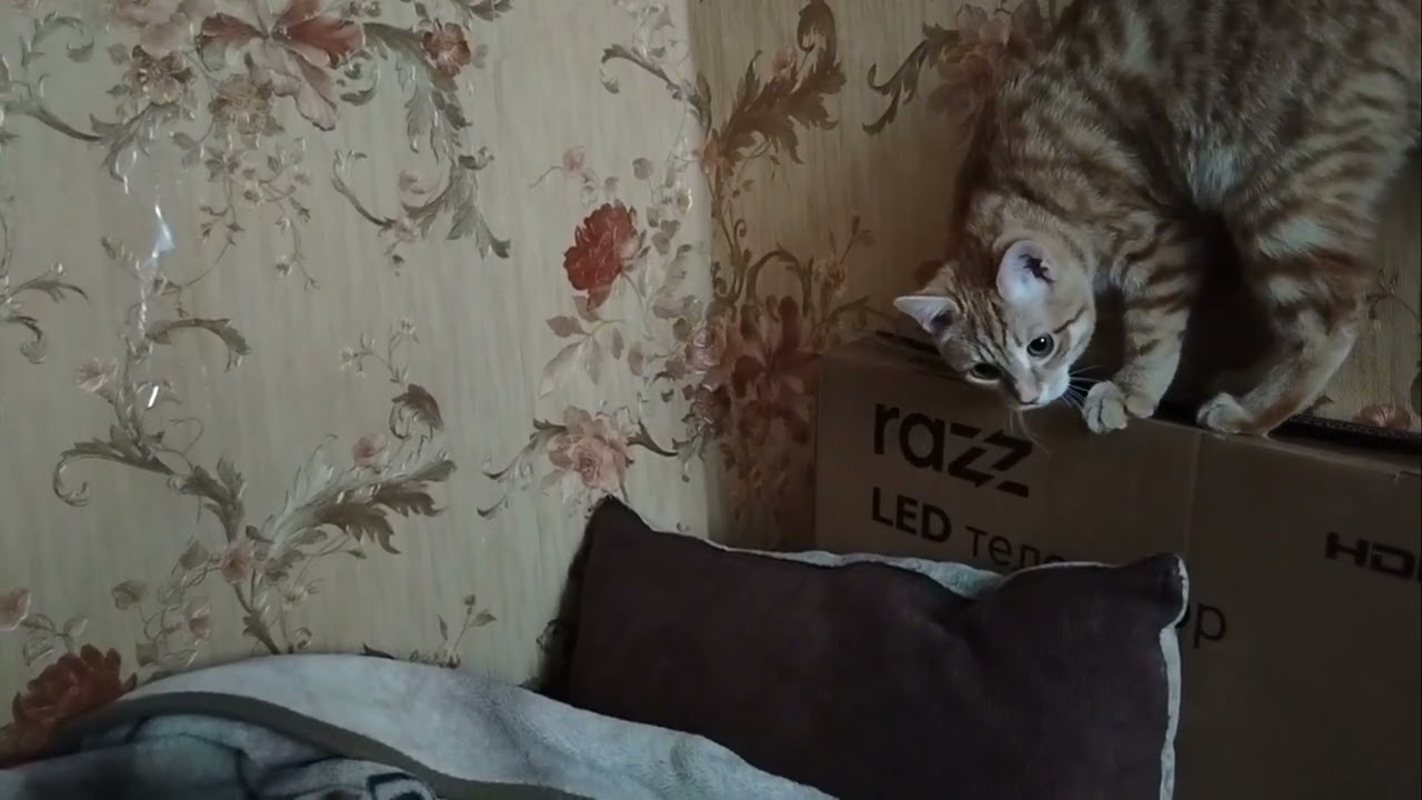 #Васька✨😊❤️