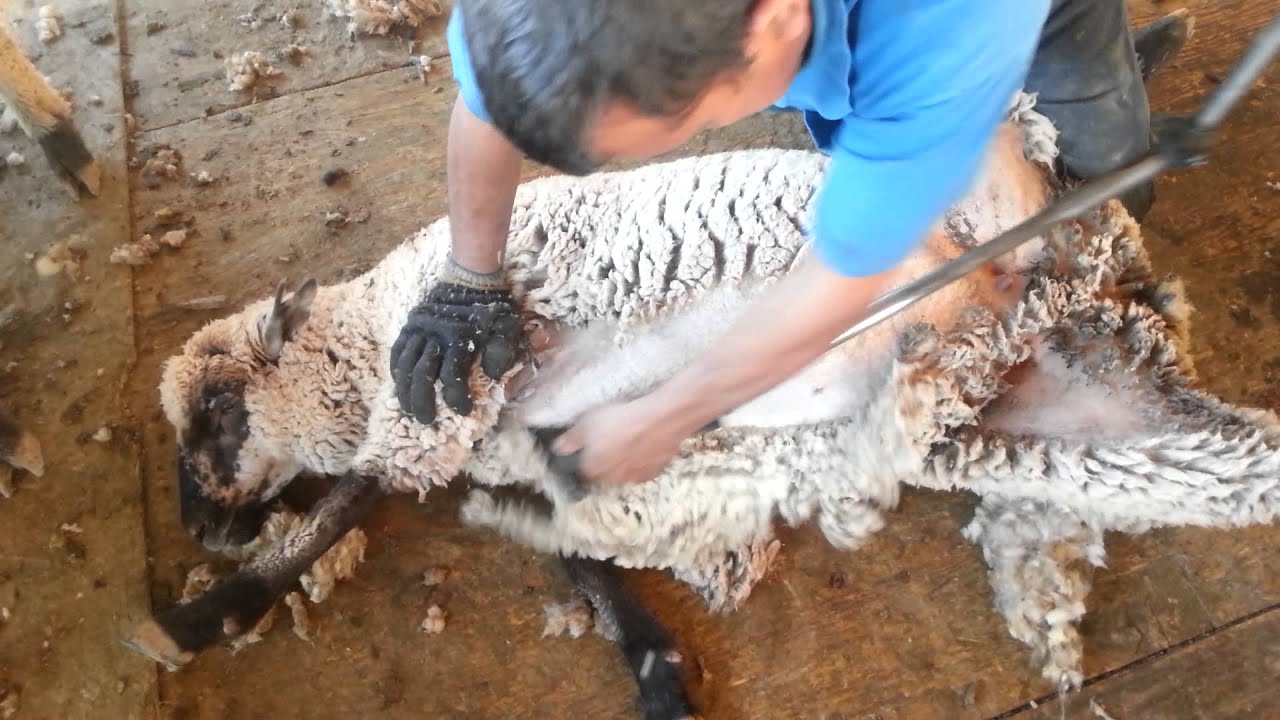Jaime Rios sheep shearing California