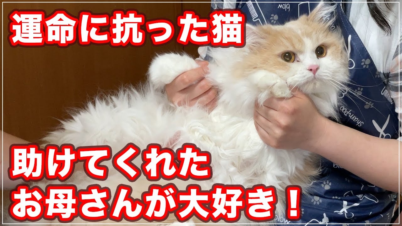 【アーサーちゃん】自分の運命に抗う猫、助けてくれたお母さんが大好き！【スコティッシュフォールドLH】