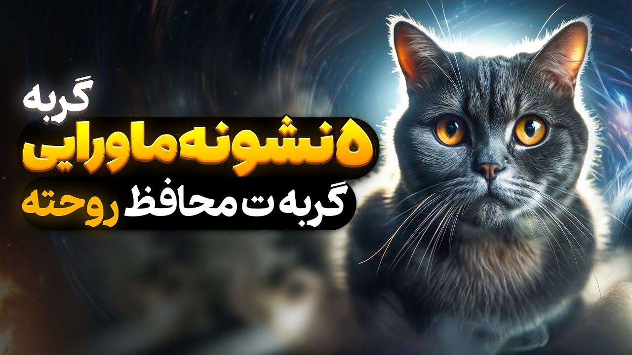 راز عجیب گربه‌ها و انرژی‌های پنهان