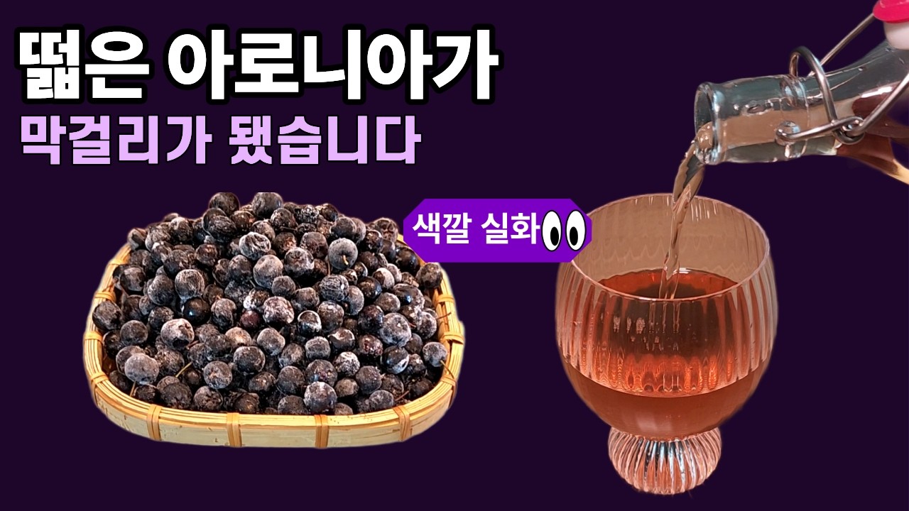 떫어서 못 먹는다던 아로니아, 막걸리로 빚었더니 완전히 달라졌습니다