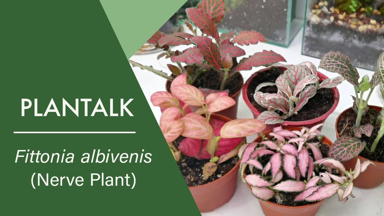 DIFFERENT VARIETIES OF FITTONIA FOR TERRARIUM