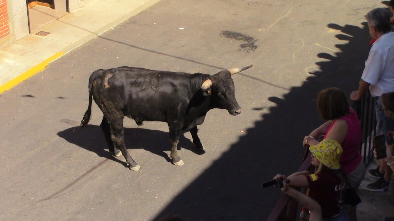 Encierros por las calles de Mestanza (28-07-2023)