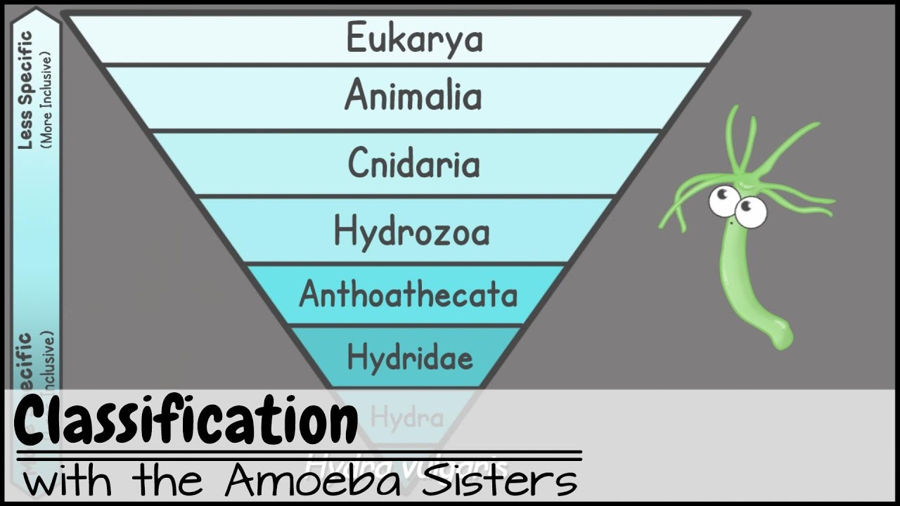 Classification