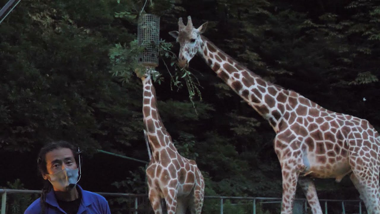 【東山動植物園公式】アミメキリンのアニマルトーク(字幕対応)《 2021おうちでたのしむナイトZOO＆GARDEN》《 アミメキリン　キリン 》
