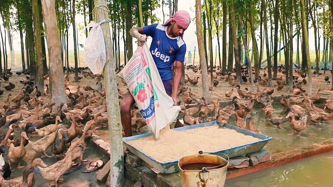 মিক্সার খাবার খাওয়ালে হাঁস 92% পর্যন্ত ডিম দেয়