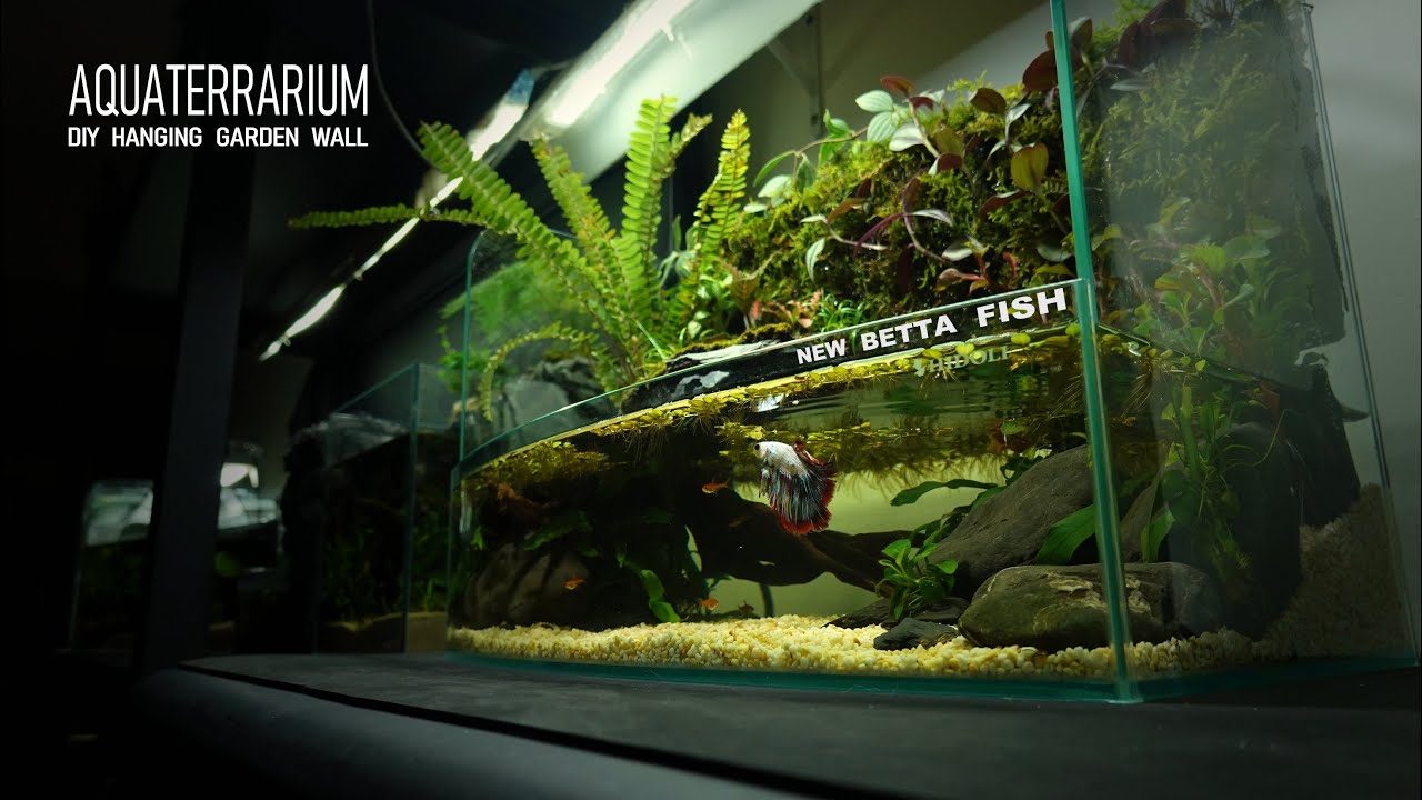 DIY Betta Hanging Moss Wall with Homemade Waterfall Aquascape - No Additional Equipment Needed