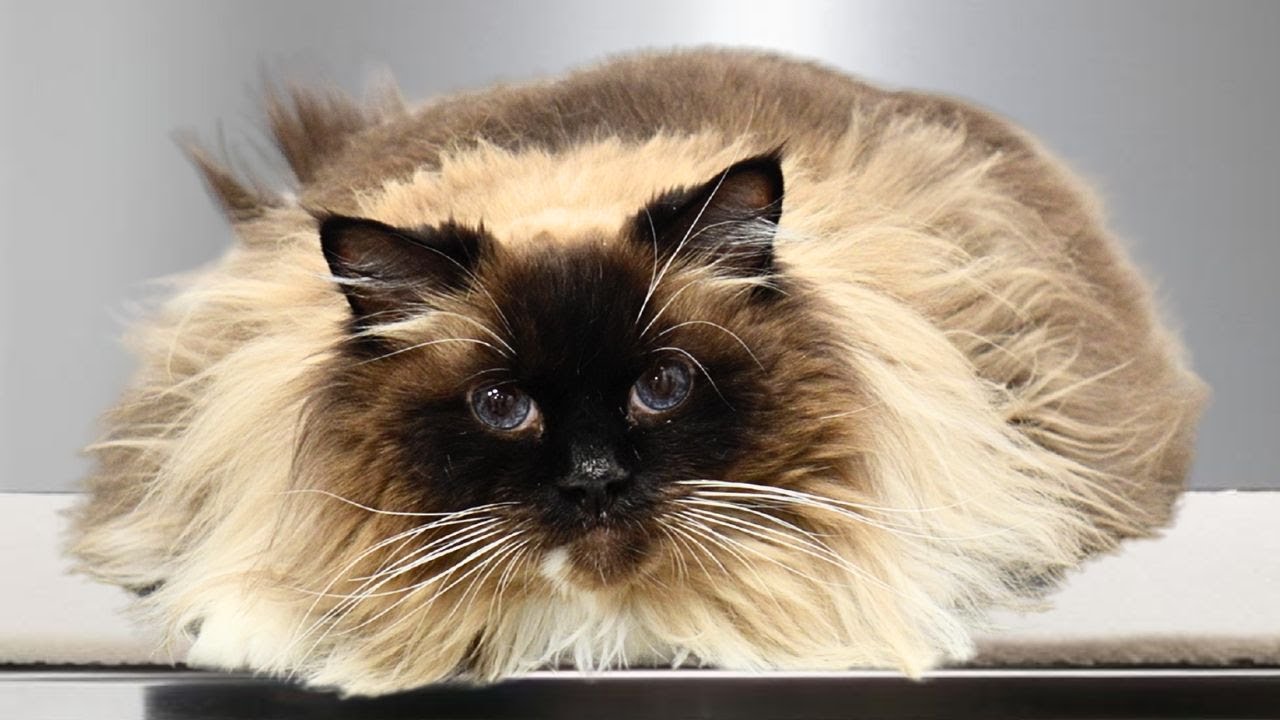 This Ragdoll cat wants to set the record straight about his breed..