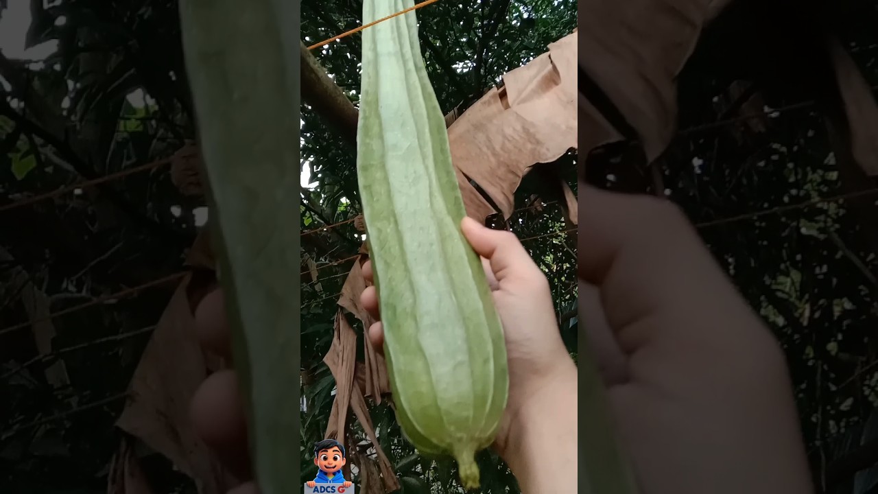 Harvest Time Fresh Patola (silk squash) from Our Garden! 🌱 ADCSG VLOGS: A Day in my Life