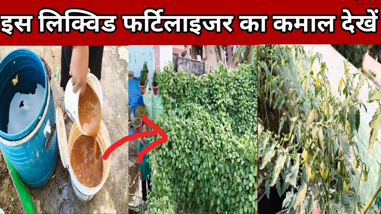एक बार इस लिक्विड फर्टिलाइजर को डालें और कमाल देखें#viralvideo #garden #fertilizer#gardenfertilizer