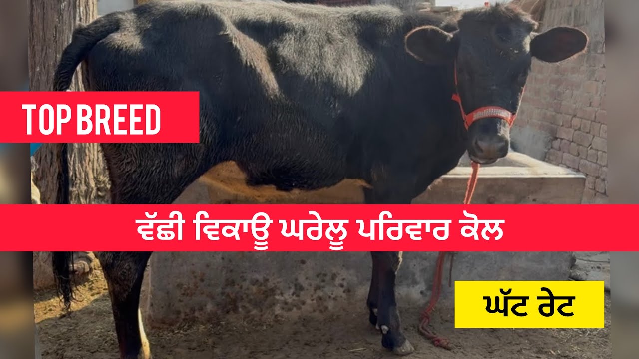 ਬਹੁਤ ਚੰਗੀ ਬਰੀਡ ਦੀ ਵੱਛੀ ਵਿਕਾਊ 😱calf for sale 