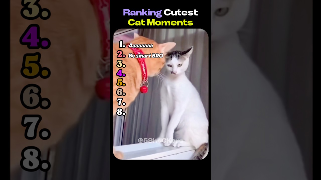 Ranking Cutest Cat Moments