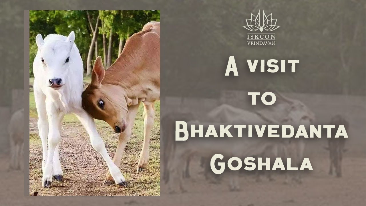 A visit to Bhativedanta Goshala