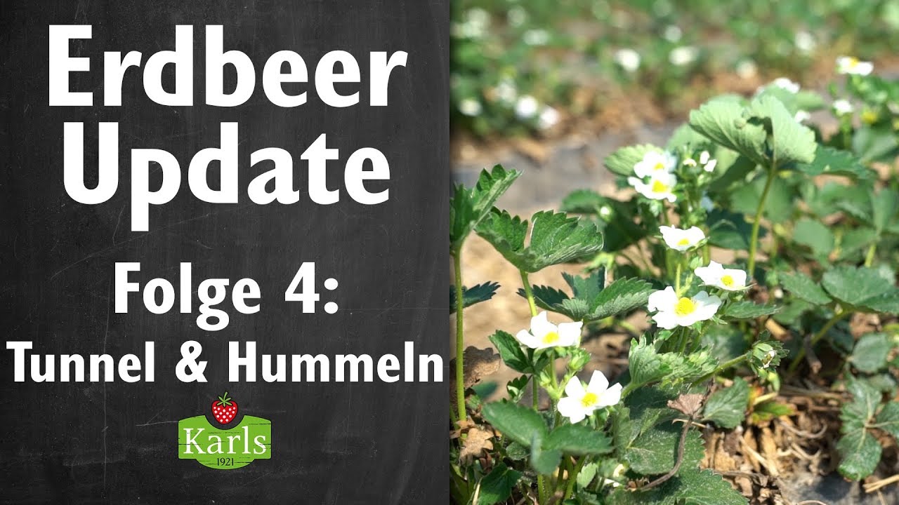 Erdbeeren im Frühling? - Das Karls Erdbeer-Update 2019 | Karls Erlebnis-Dorf