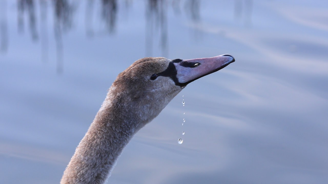 watch the birdie