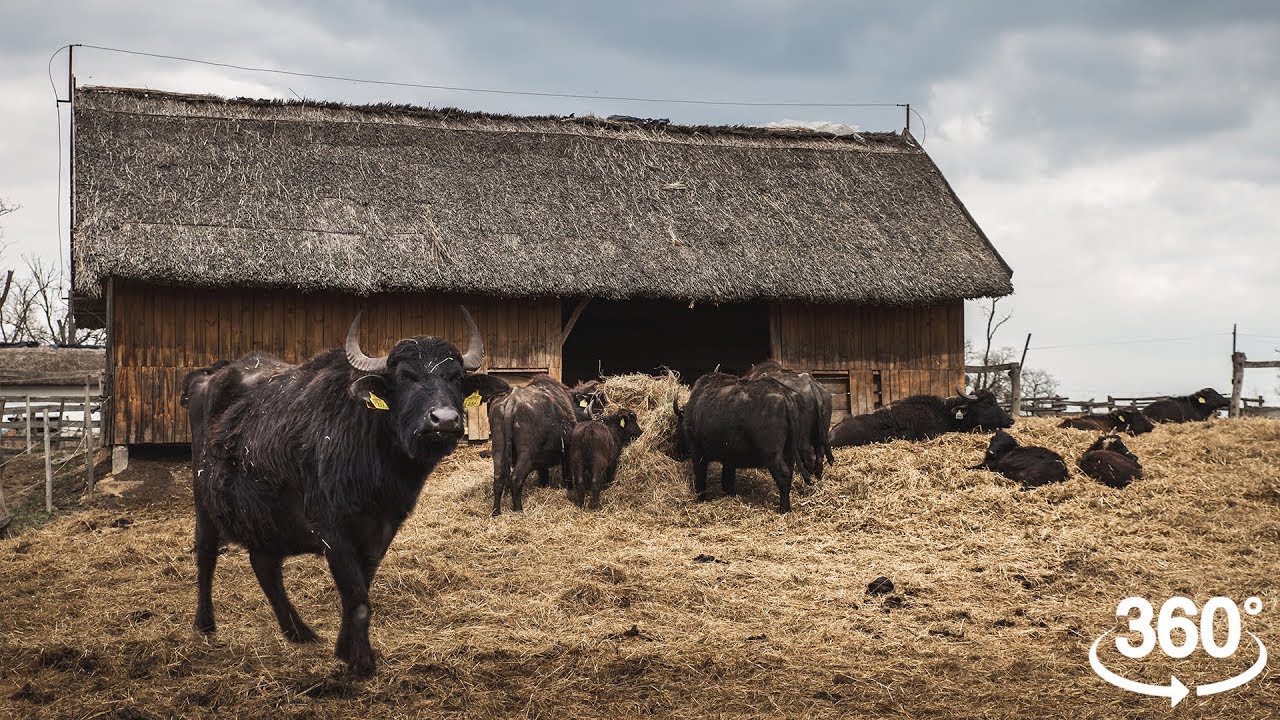 A kápolnapusztai bivalyrezervátum | Bivalyok közt a Kis-Balaton tanyavilágában, 360 fokban | Gaba_VR