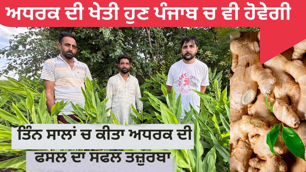 ਅਧਰਕ ਦੀ ਖੇਤੀ ਕਰਦਾ ਕਿਸਾਨ ਵੀਰ ਇਸ ਵਾਰ ਤੁਸੀਂ ਬੀਜ ਵੀ ਖਰੀਦ ਸਕਦੇ Ginger Farming at Punjab