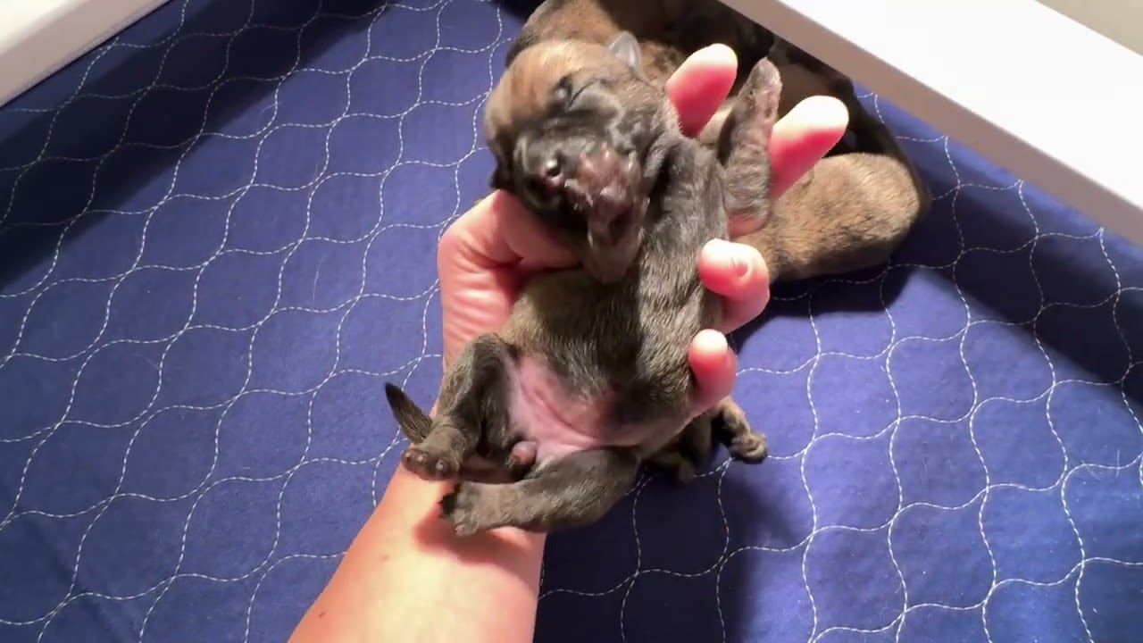 Cairn Terrier Puppies | Whelping Box Setup | Northwest Cairn Terriers 