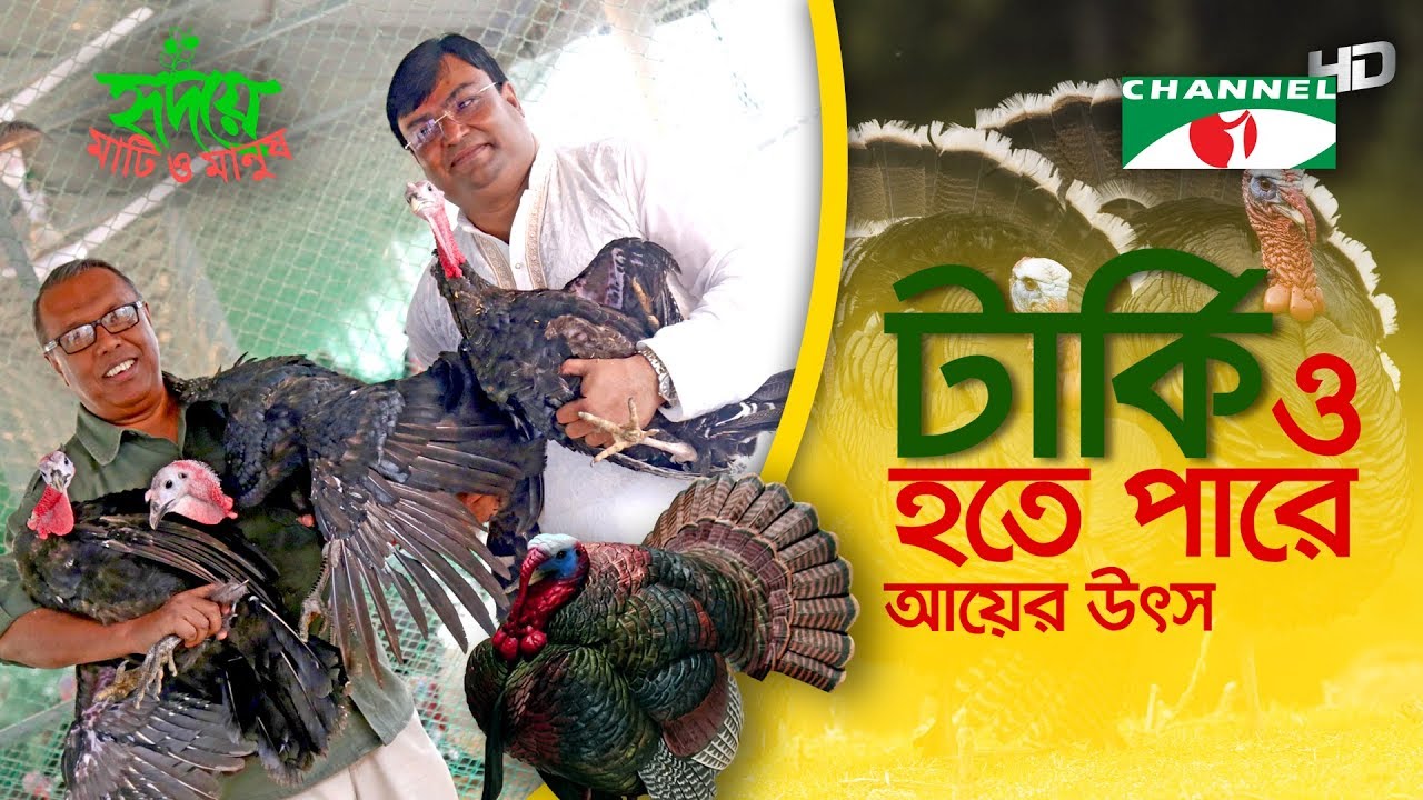 টার্কি পালন করে লাখপতি | Shykh Seraj | HD | Channel i | Turkey farming makes millionaire |