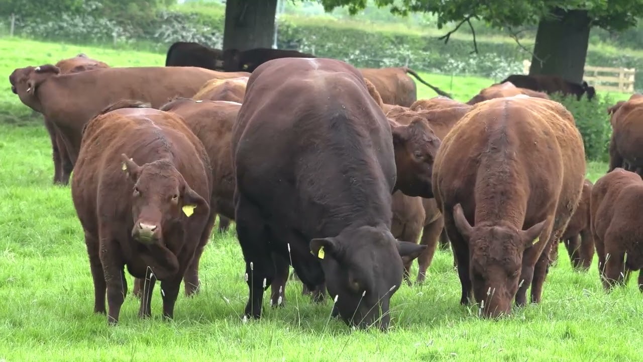 The Nottinghamshire Garden series round-up