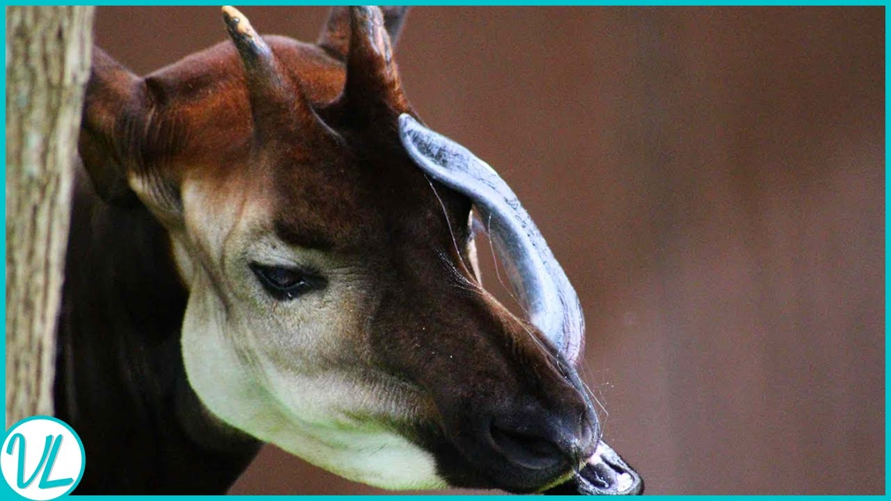 Strange Animal Features | Animals With Delightful Hidden Talents