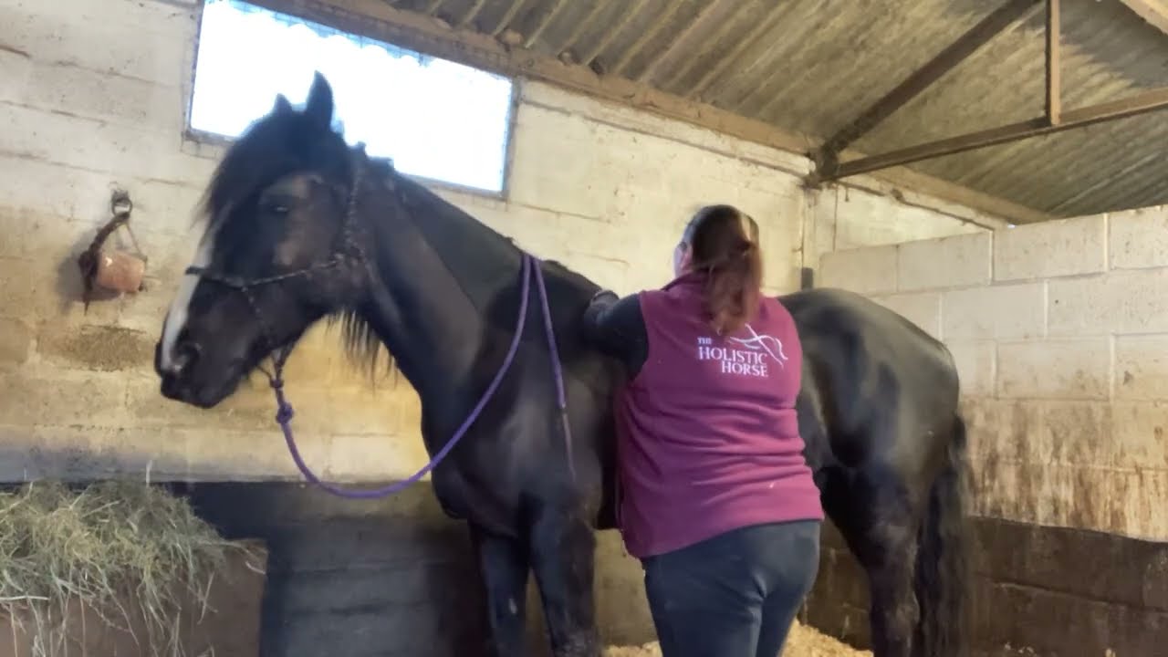 THH Week 7 - Equine Back and Barrel massage