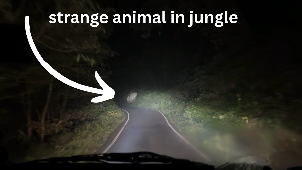 Scary Night Drive in Jungle 😨 Uttarakhand Main Mila Yeh Kya Creature? PART 10 @Road Runner Star