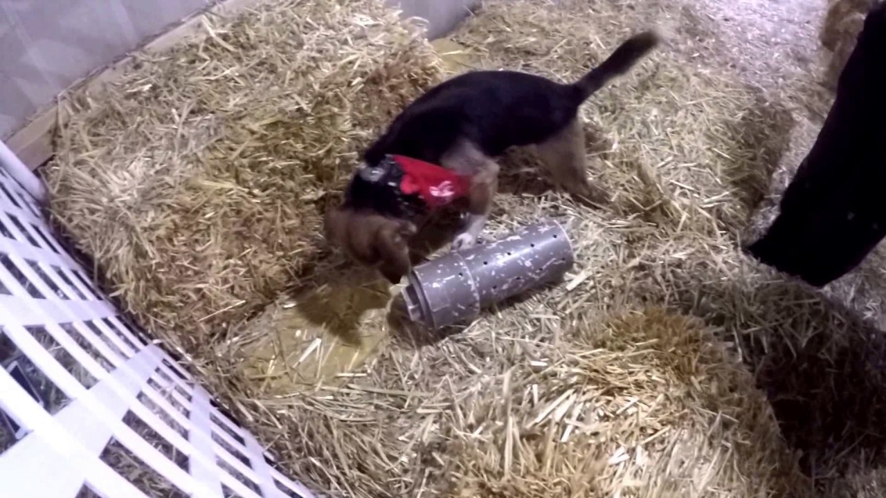Learn the basics of a Barn Hunt with your Dog in 5 Easy Steps! (Barn Hunting with Chai)