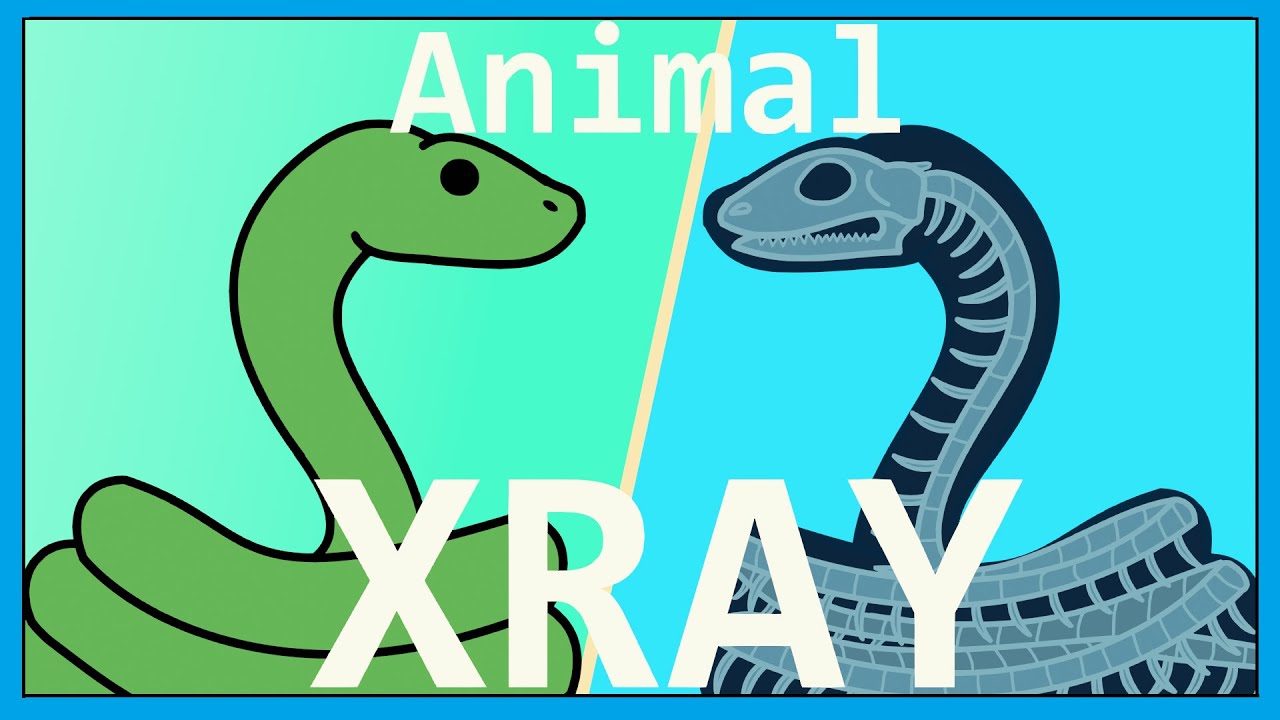 Animal X-ray - Fun Animal Bones and Skeleton Song for Kids │Smiley Rhymes
