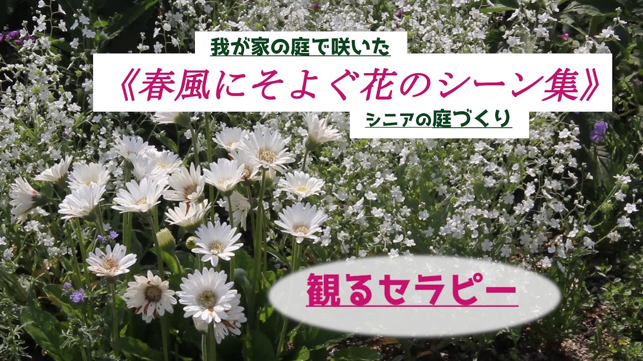 我が家の庭で咲いた《春風にそよぐ花のシーン集》／観るセラピー／シニアの庭づくり