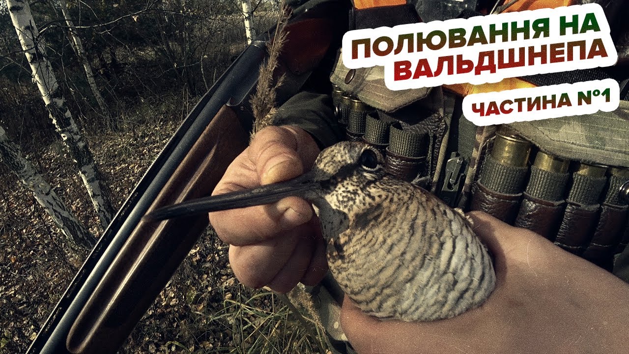 Полювання на вальдшнепа (слуква)  Частина №1 / Охота на вальдшнепа