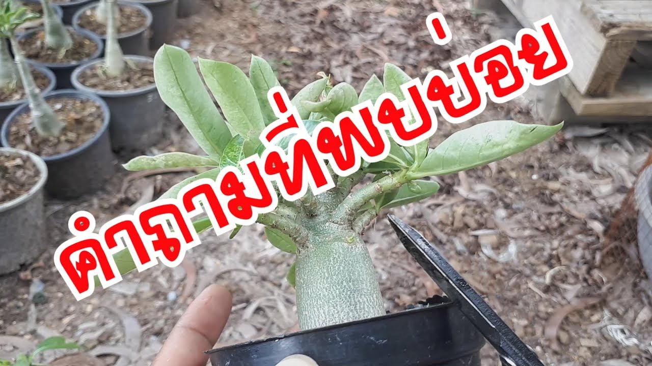 คำถามที่พบบ่อย ตัดใบชวนชมเพื่ออะไร ทำไงให้มีกิ่ง