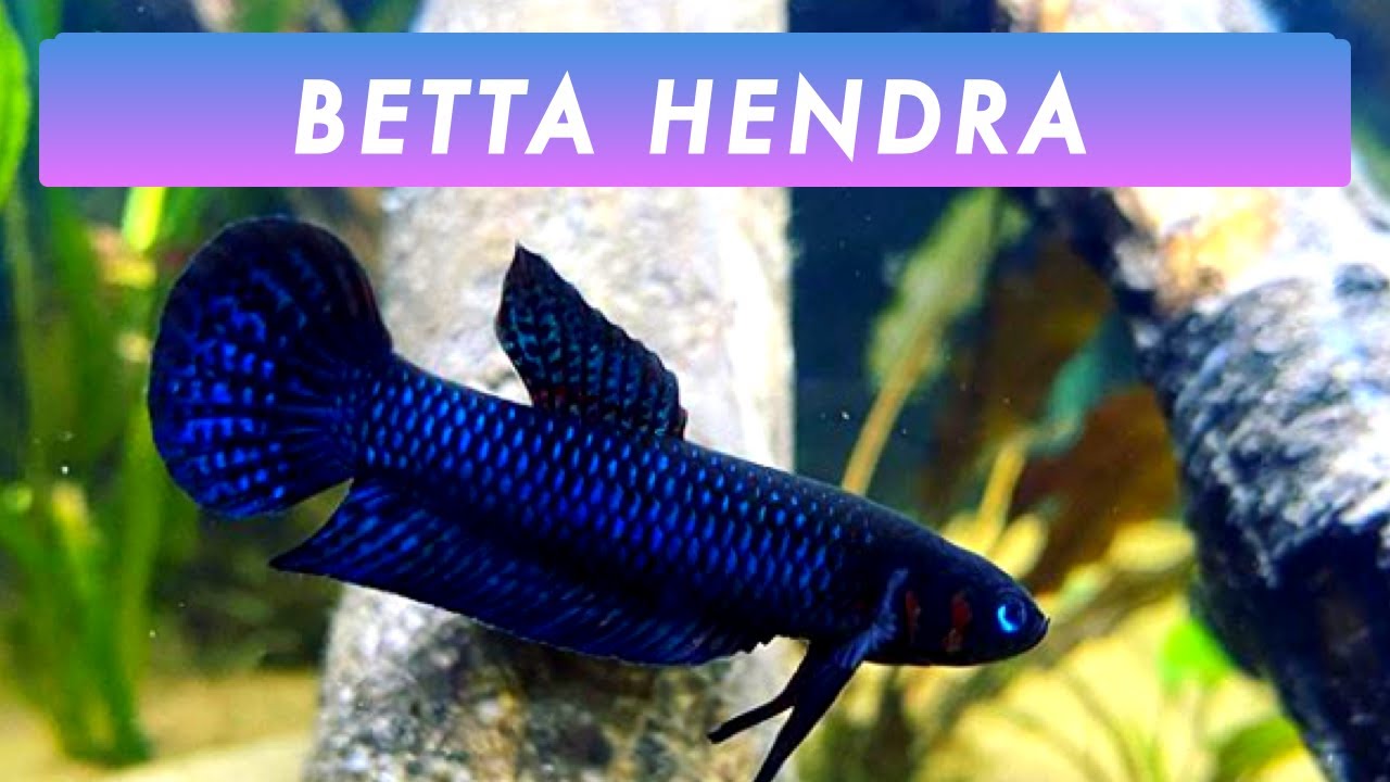 Relaxing, Naturally Aquascaped Betta Hendra Aquarium (Male & Female) | Wild Bettas