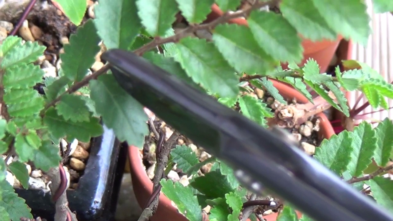 Bonsai - przycinanie wiąza drobnolistnego