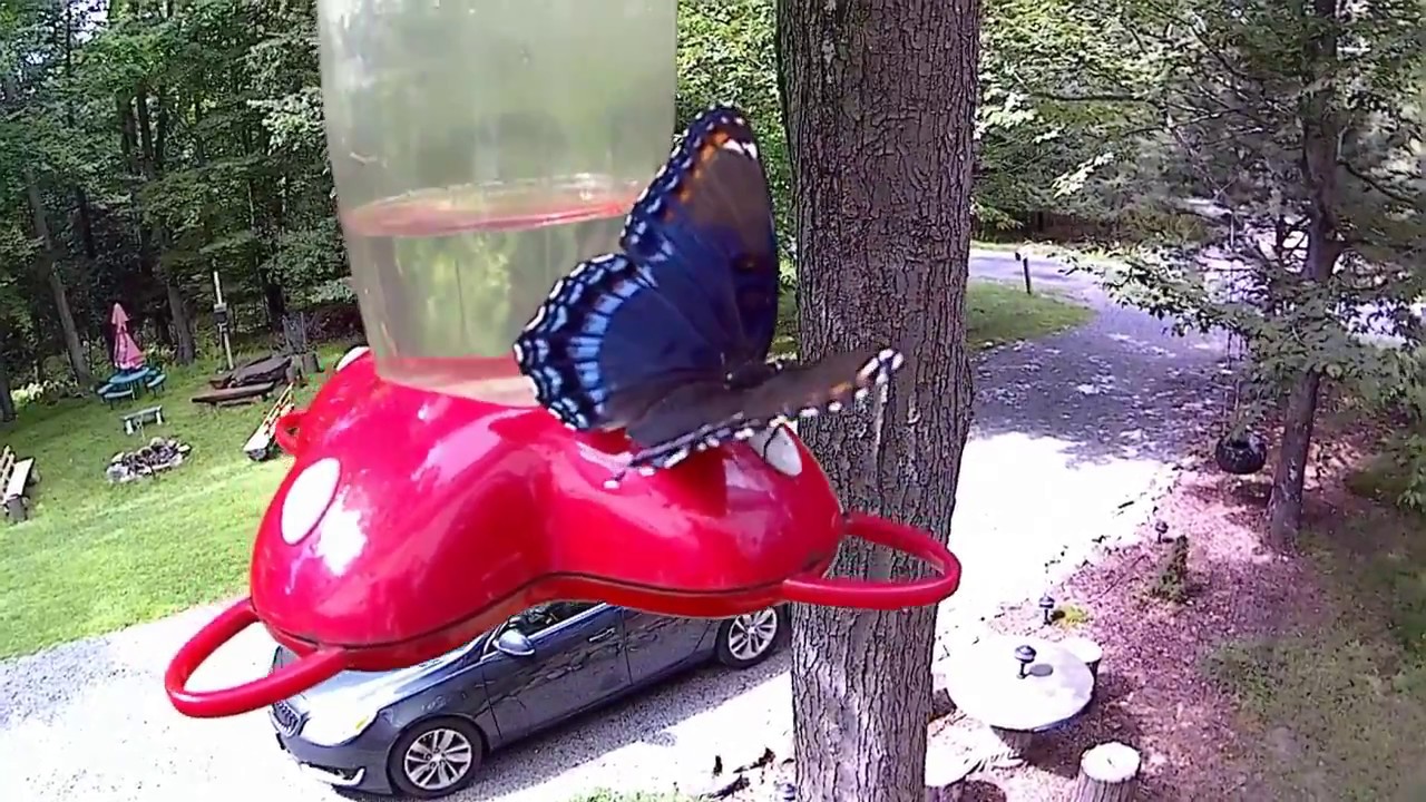 Hummingbird vs. Butterfly, PA 2017