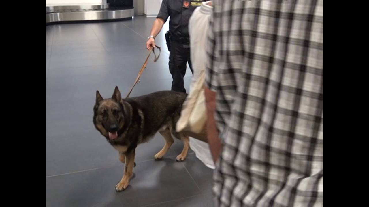 Bergamonews - Controlli della Finanza in aeroporto