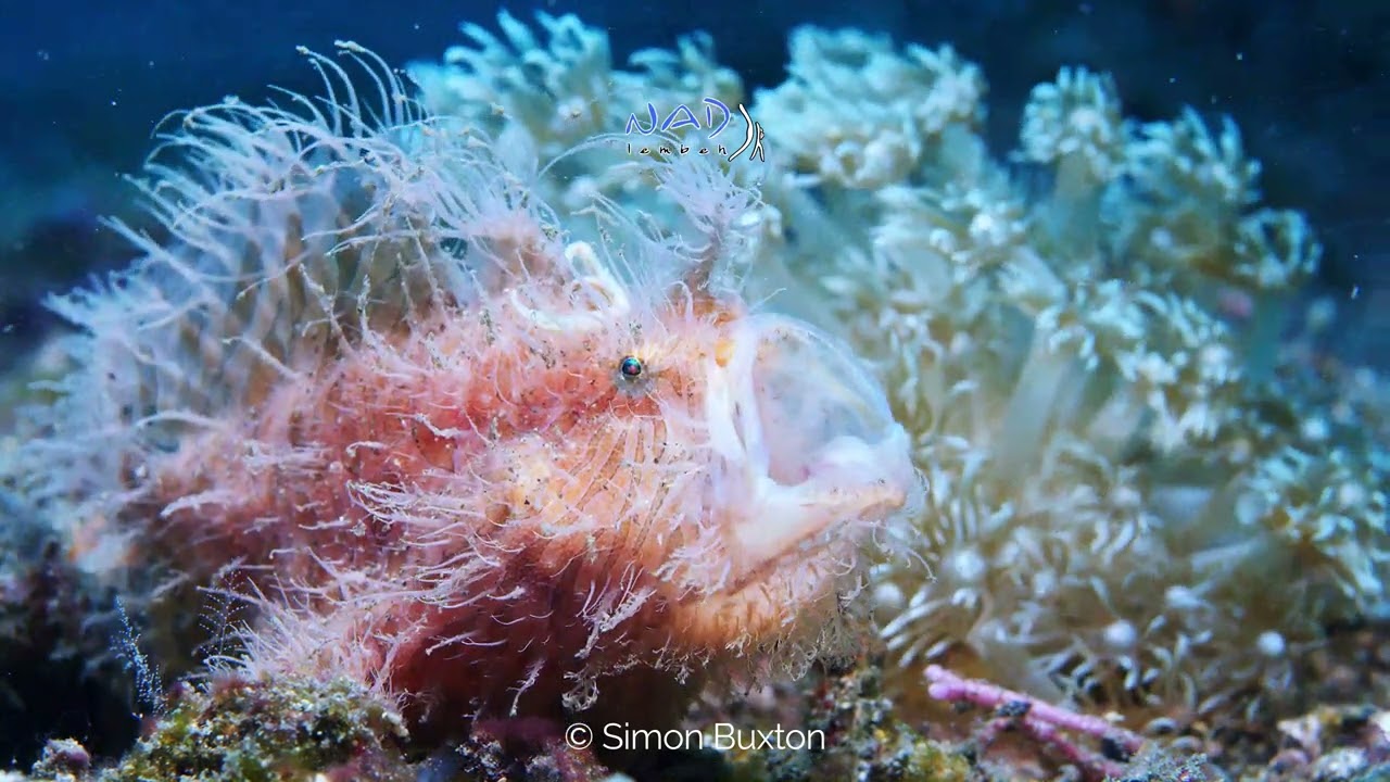 Lembeh Strait Promo Video