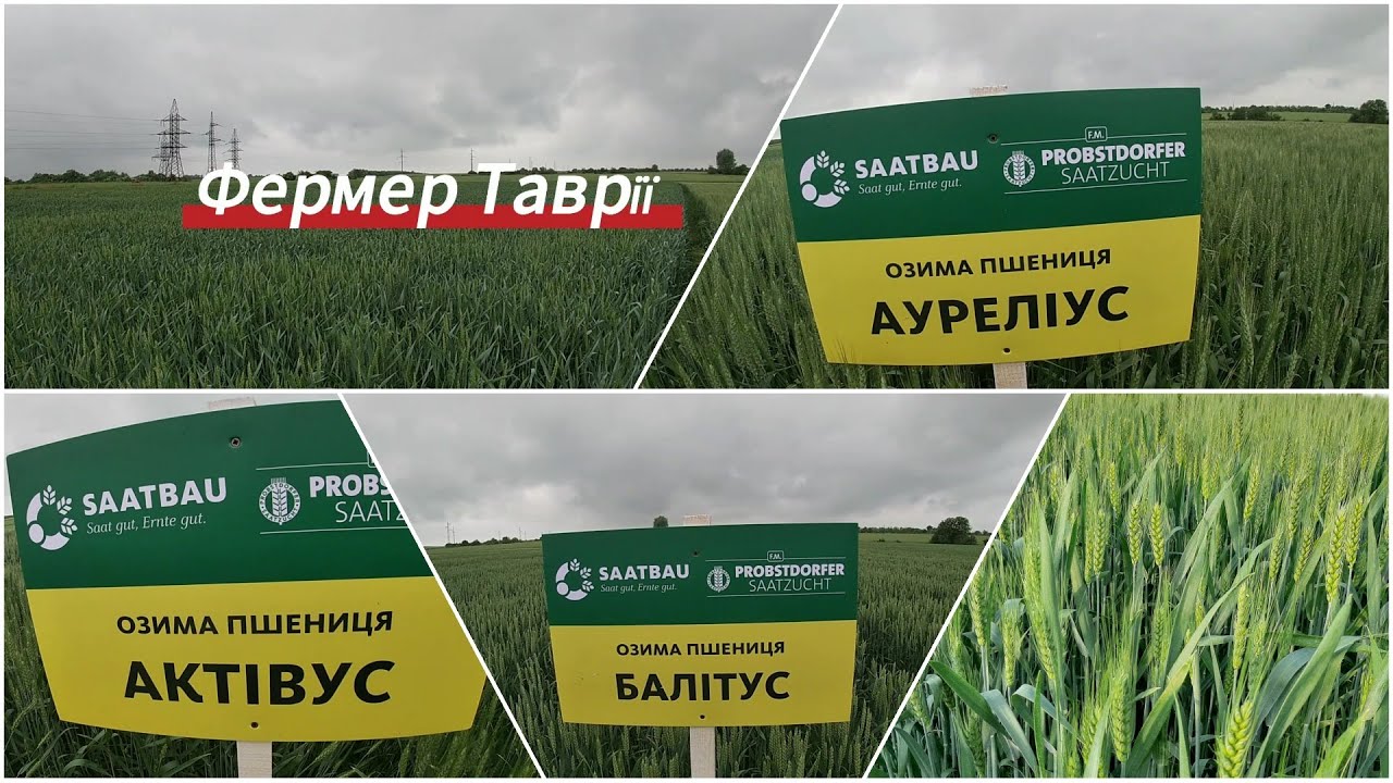 Огляд  сортів озимої пшениці Балітус, Актівус та Ауреліус від компанії Saatbau Probstdorfer Ukraine