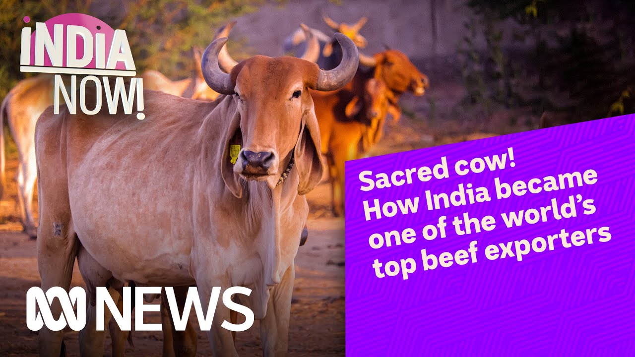 How India became one of the world&rsquo;s top beef exporters | India Now! | ABC News