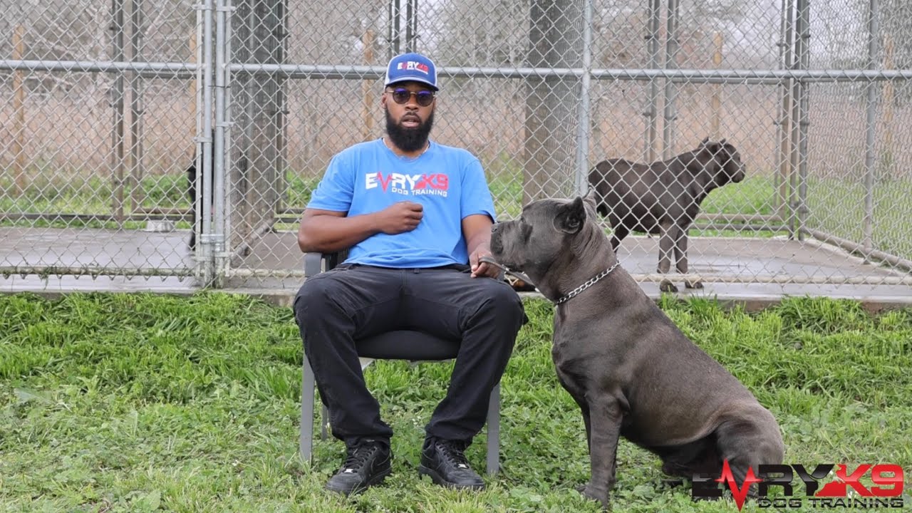 Is This Protection Breed For You? | The Cane Corso