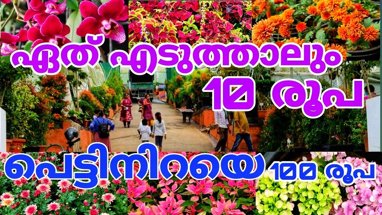പ്ലാൻറുകൾ വെറുതെ കൊടുക്കുന്ന നഴ്സറി😱😱Nursery visit malayalam