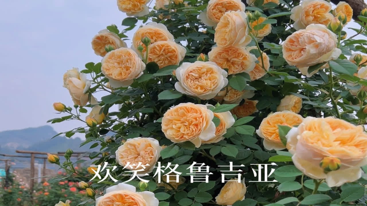 我心目中的藤本月季top5之一&mdash;&mdash;&mdash;&mdash;欢笑格鲁吉亚