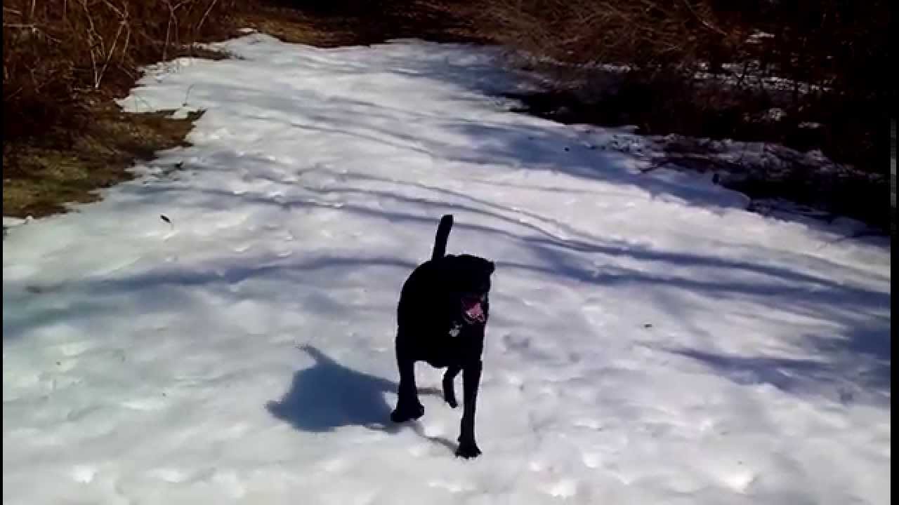 Black Lab dog body slides in the snow
