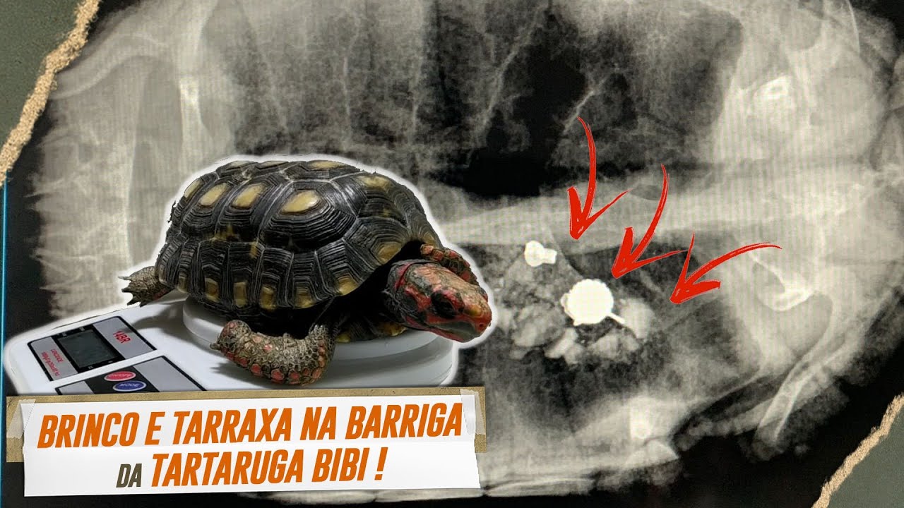 BRINCO E TARRAXA NA BARRIGA DA TARTARUGA BIBI | CASO PARA CIRURGIA OU NÃO??? | THE VETS BRASIL