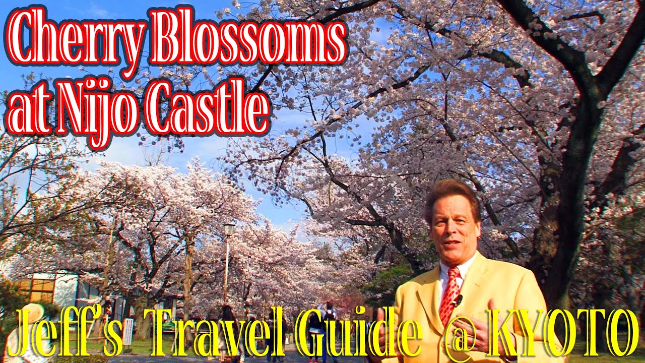 Cherry Blossoms at Nijo Castle