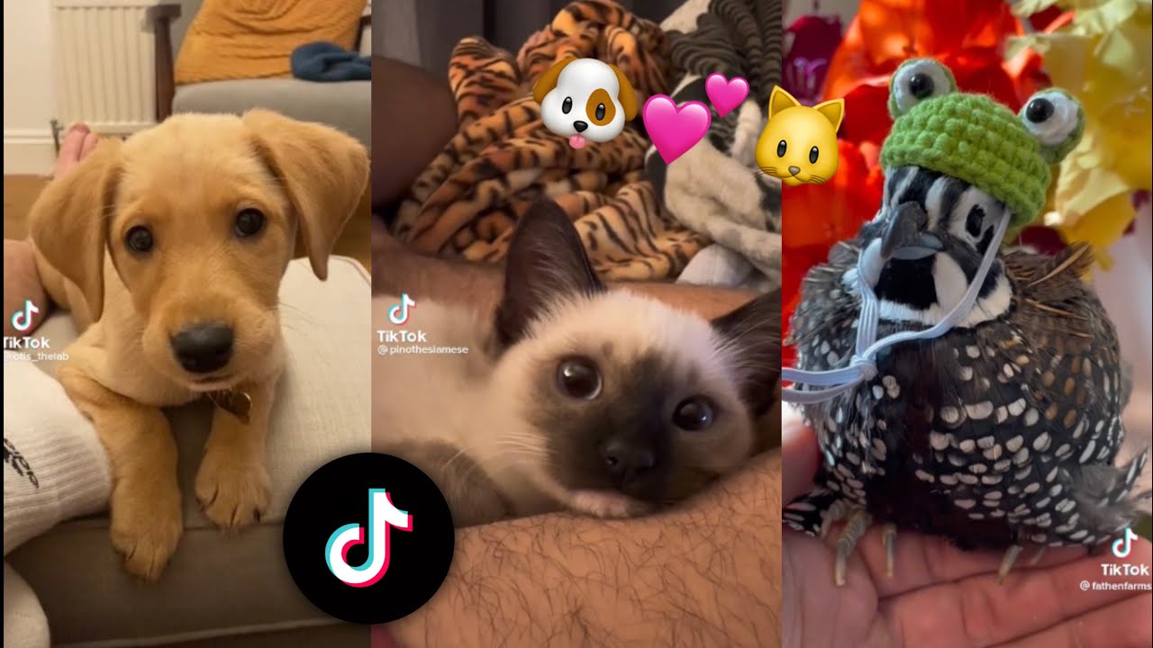 Pets of TikTok Compilation🐱🐶