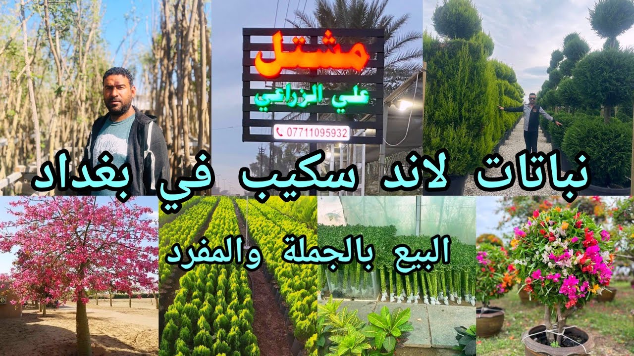 نباتات لاند سكيب في مشتل علي الزراعي العراق 🇮🇶 بغداد منطقة صدر القناة بيع جملة ومفرد