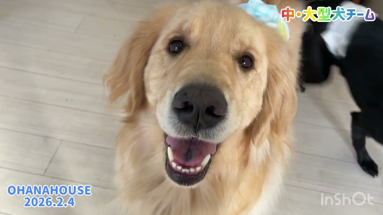 広場あそび（中・大型犬チーム）